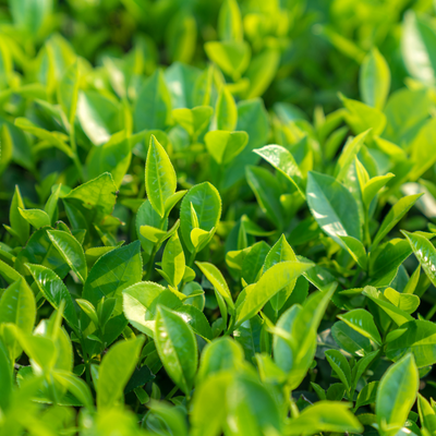 Green tea leaf