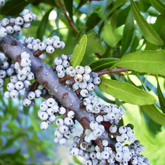 Myrica Cerifera (Bayberry) Fruit Wax