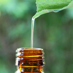 Sorbitan Oleate Decylglucoside Crosspolymer